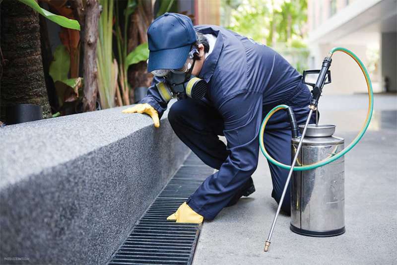 Bat Removal Bat Removal