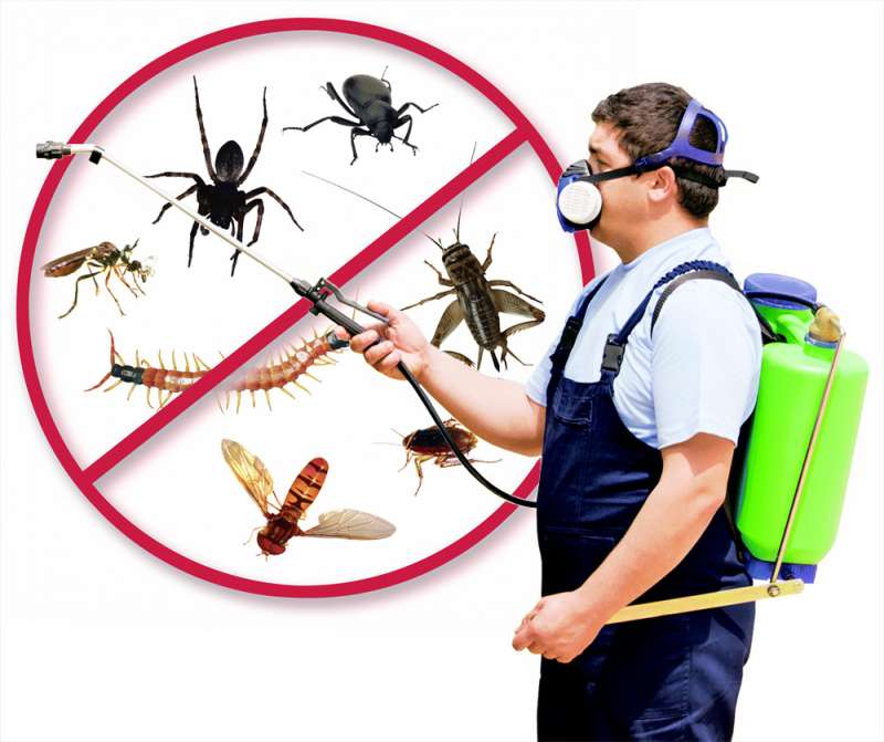 Bee Relocation and Removal Bee Relocation and Removal