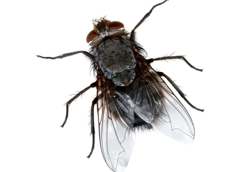 Commercial Pest Management Commercial Pest Management