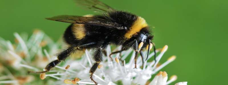 Pest Prevention and Exclusion Services Pest Prevention and Exclusion Services