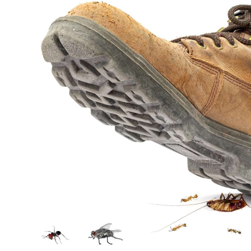 Snake Removal Snake Removal