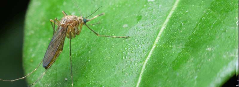 Stink Bug Treatment Stink Bug Treatment