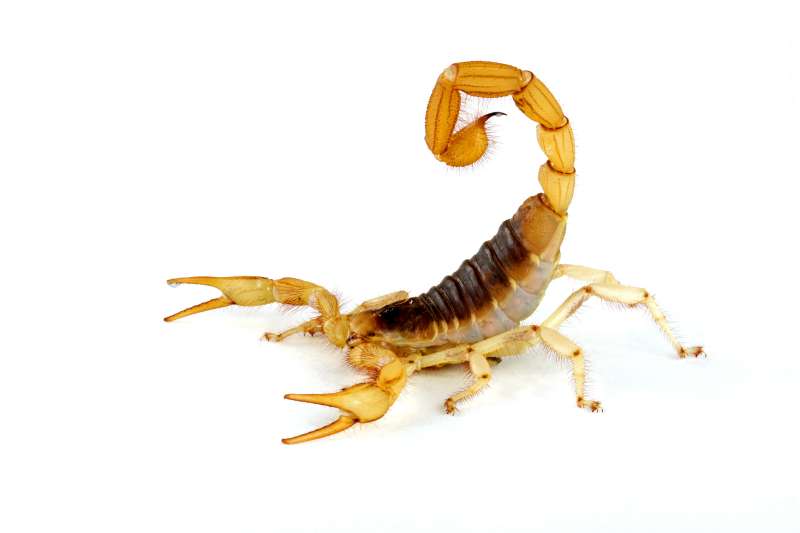 Stored Product Pest Control Stored Product Pest Control