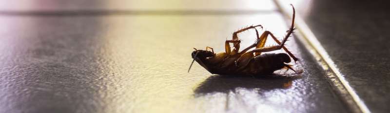 Termite Control Termite Control