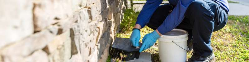 Wasp and Hornet Removal Wasp and Hornet Removal